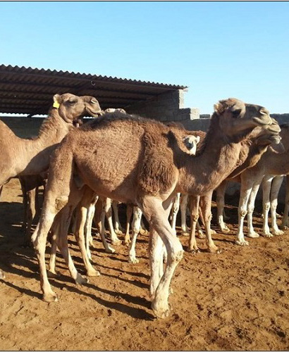 مزرعه پرورش شتر تک کوهانه