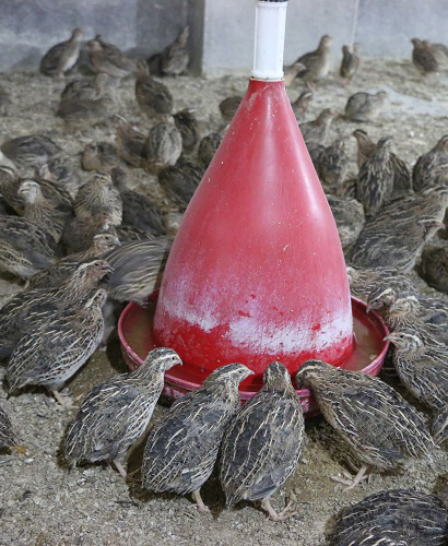 سالن های پرورش بلدرچین