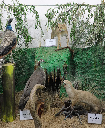 موزه تاریخ طبیعی