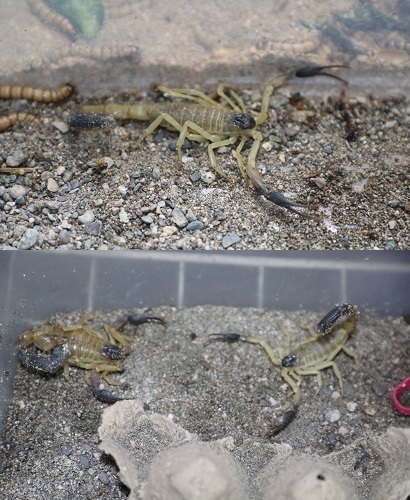 تالاب بین المللی هامون