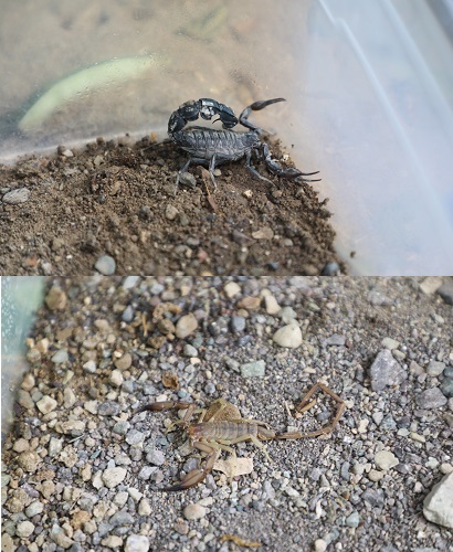 موزه عقرب شناسی