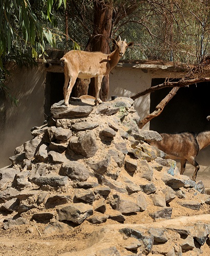  پژوهشکده ی دام های خاص