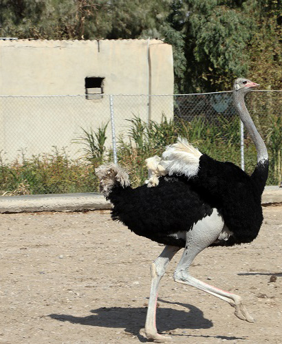  مزارع گروه پژوهشی شترمرغ