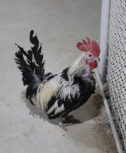 سالن های پرورش مرغ خزک