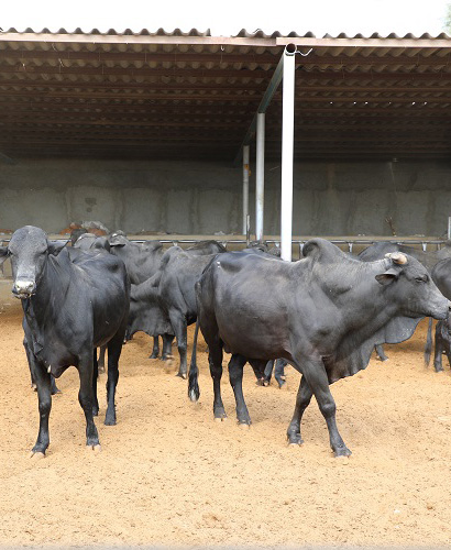 مزارع گروه پژوهشی گاو سیستانی