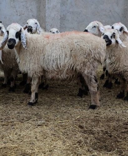 مزرعه پرورش گوسفند بلوچی و بز کرکی